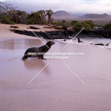 galapagos sea lions on  loberia island, galapagos islands