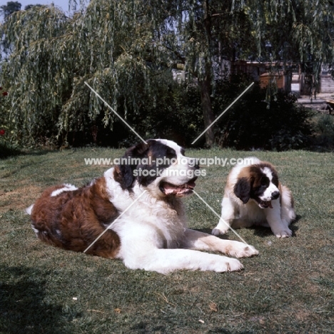 st bernard and puppy