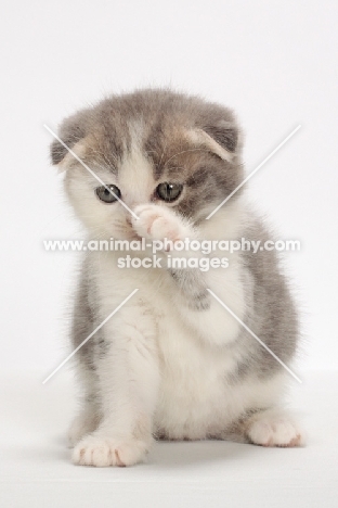 Blue Classic Tabby & White Scottish Fold kitten, whispering