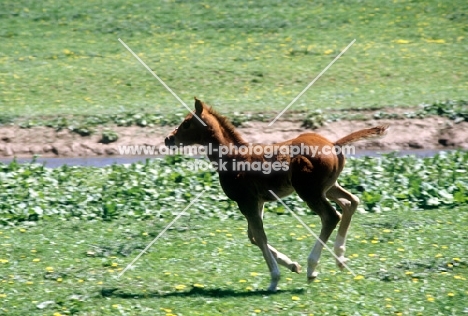 quarter horse foal cantering