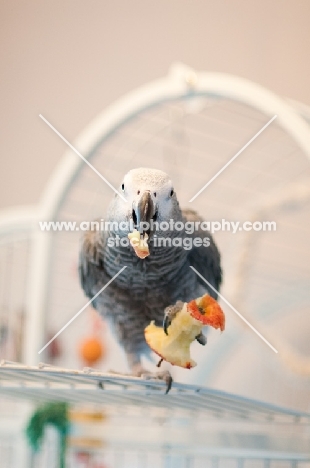 African Grey Parrot eating an apple