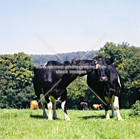 two holstein friesian cows, one licking another's face