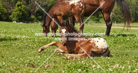 Appaloosa horse