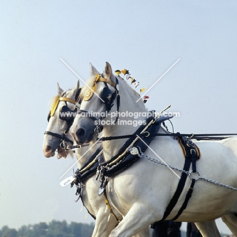 two shire horses in action