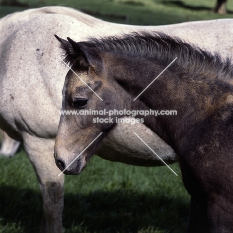 Portrait of a connemara foal