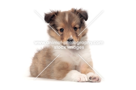 Shetland Sheepdog puppy lying down on white background