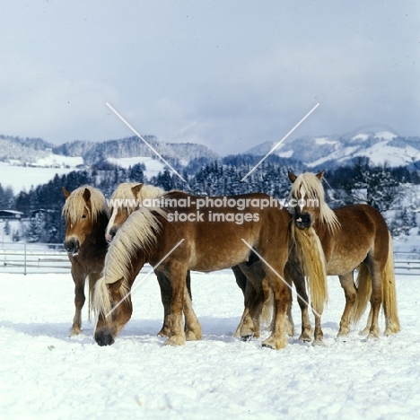 group of Haflinger colts in the snow