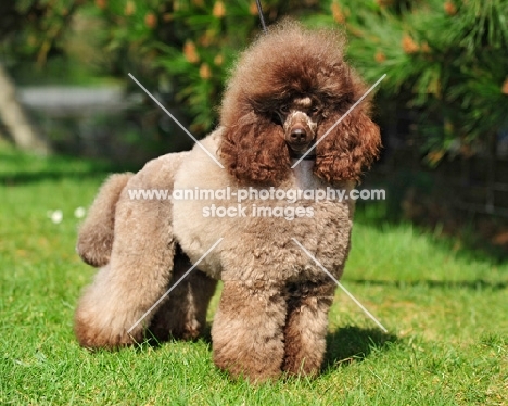 brown miniature Poodle on grass