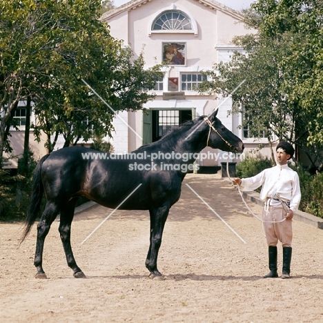 binom, thoroughbred at malokarachaev, caucasus 