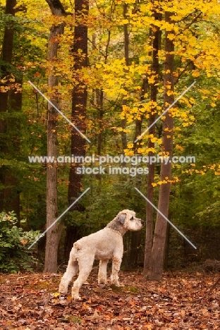 Soft Coated Wheaten Terrier in autumn leaves