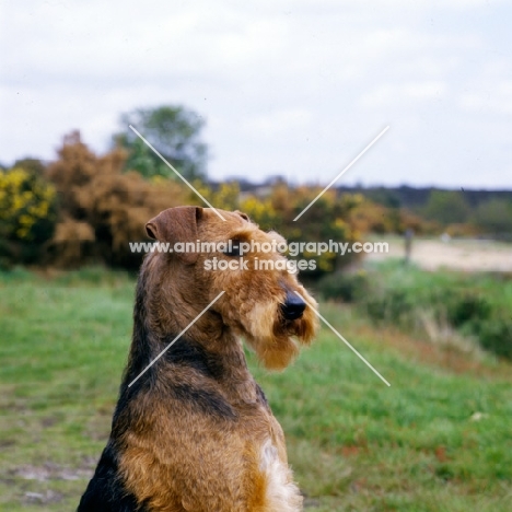  ch ginger xmas carol, bis crufts, airedale head and shoulder side view