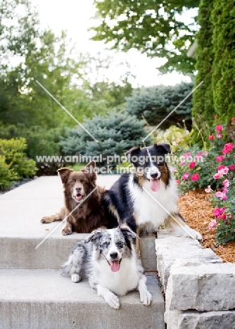 Three Australian Shepherds on front step.