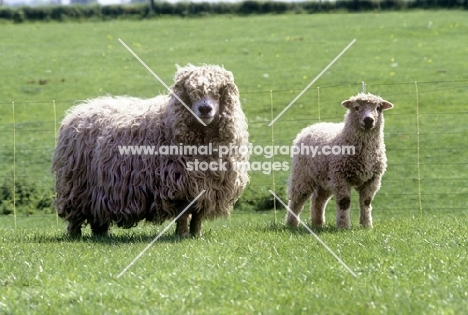 grey face dartmoor ewe and lamb 