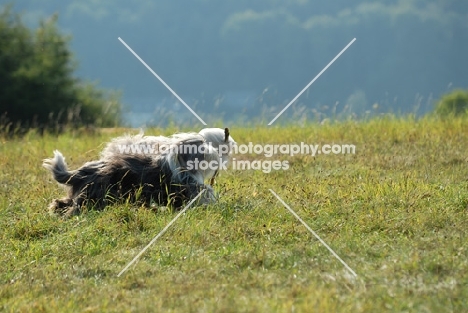 two Bearded Collies in a field