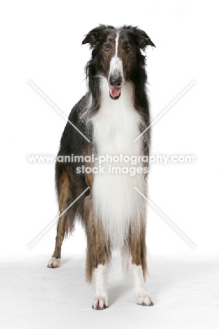 Australian Champion Borzoi