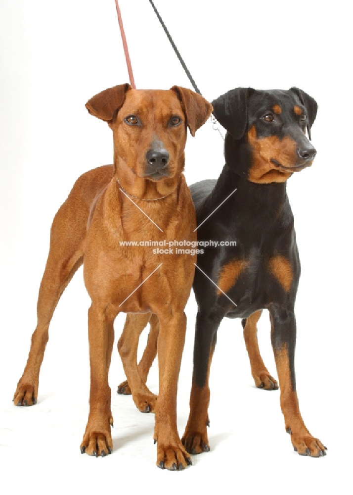 Australian Gr Champion red German Pinscher with Australian black and tan German Pinscher