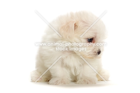 Maltese puppy, looking down