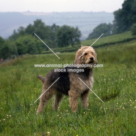  ch boravin oakleaf, otterhound standing in a field