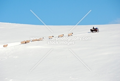 Scottish Mule and Suffolk cross ewes following vehicle