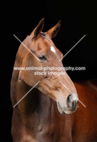 Brown Thoroughbred horse on black background