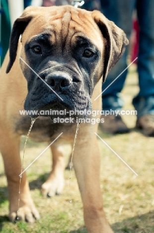 young Bullmastiff