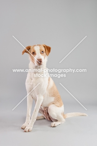 Mixed-breed dog sitting in studio.
