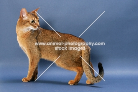 Ruddy Abyssinian on blue background, full body