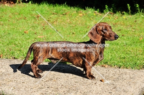 Smooth Dachshund, posed