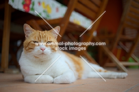 ginger and white cat laying down and looking at camera