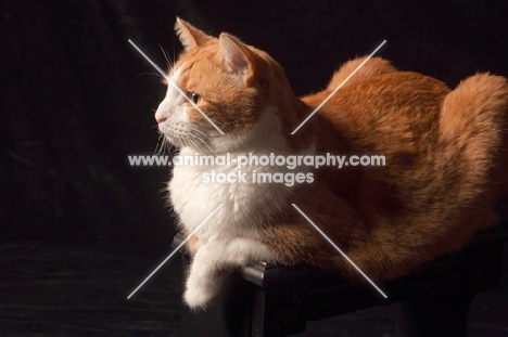 red and white cat lying on black background