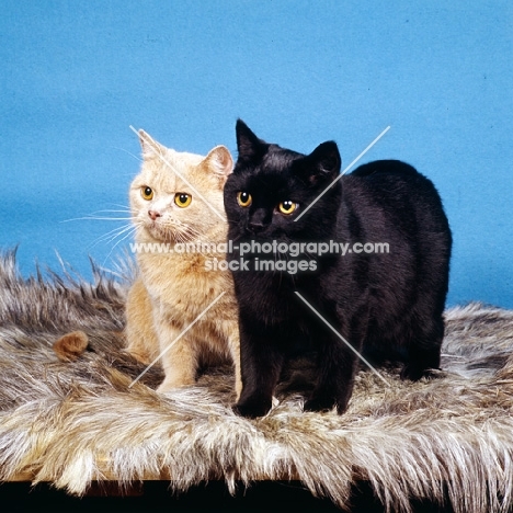 cream and black short hair cats in studio