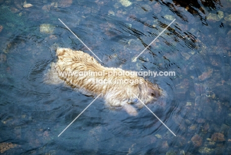 norfolk terrier swimming, head under water, looking for stones to pick up, on dartmoor