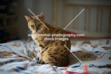 Golden bengal cat sitting on a bed
