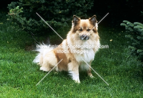 iceland dog in garden at akureyri, iceland 