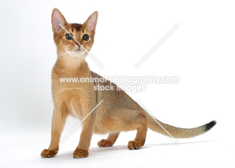 young ruddy abyssinian cat looking alert