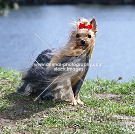 yorkshire terrier standing in the wind
