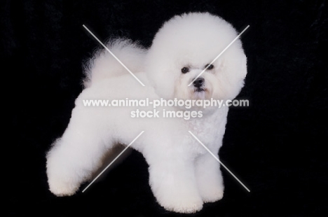 Bichon Frise on black background