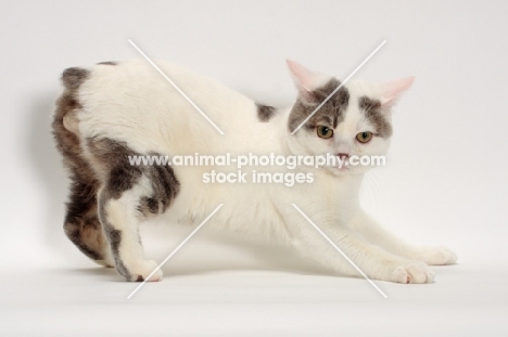 Blue Classic Tabby and White Manx, stretching