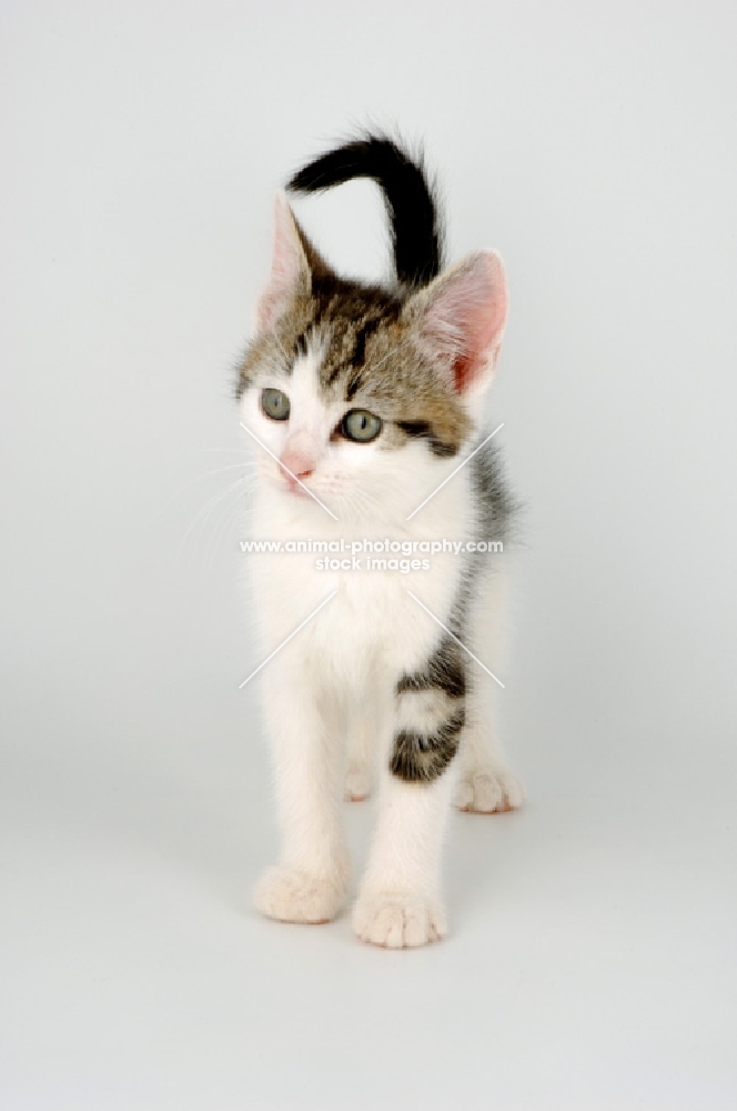 tabby and white kitten on white background