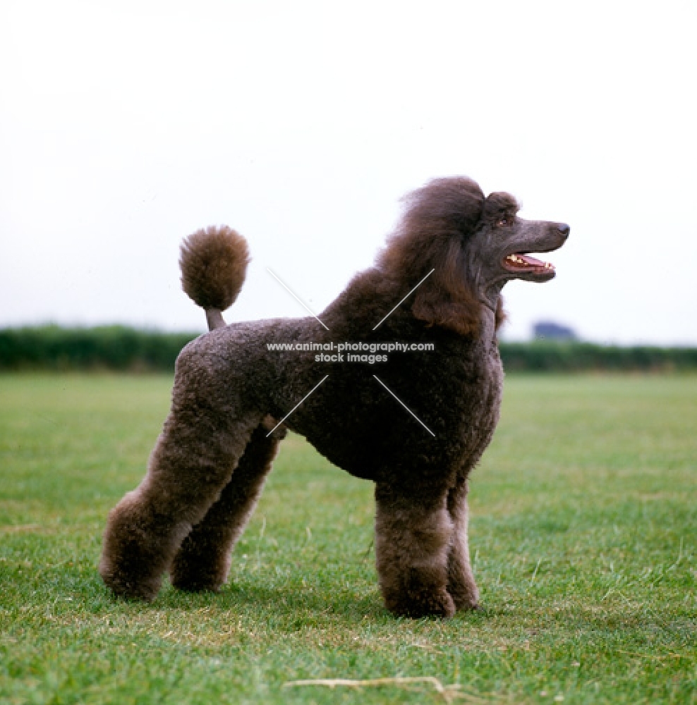 come day go day at leighbridge, brown  standard poodle standing on short grass