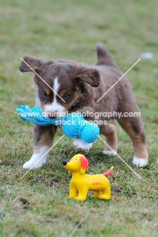 puppy play, naturally born bobtail