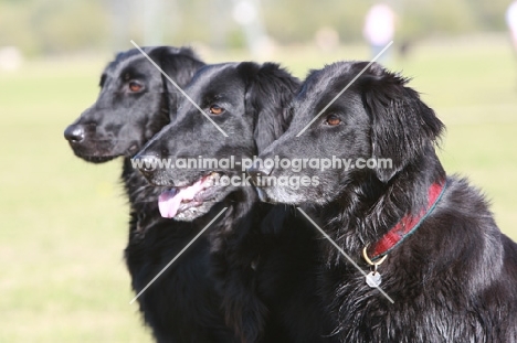 three Flatcoated Retrievers