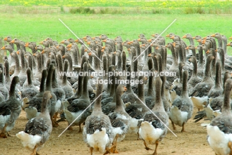 flock of toulouse geese