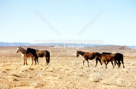 group of  indian ponies in new mexico
