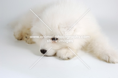 9 week old Samoyed puppy on white background