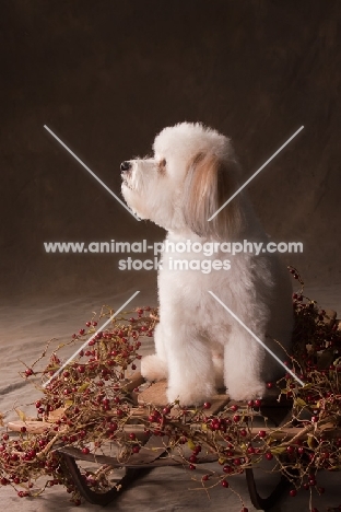 Coton de Tulear decorations