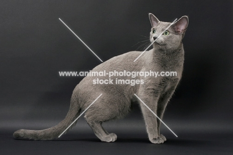 Russian Blue female cat, standing on grey background
