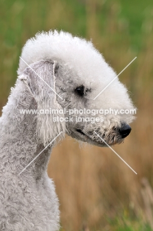 Bedlington Terrier side view