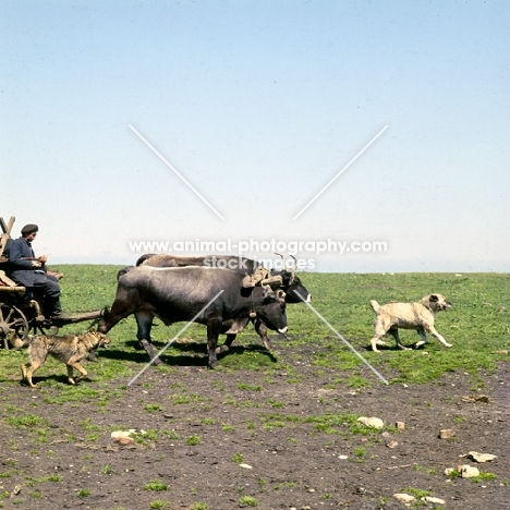 two caucasian sheep dogs with bullock cart in caucasus mountains