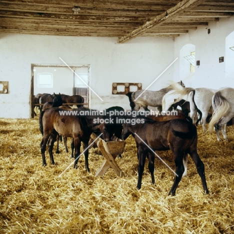 Lipizzaner mares and foals feeding in their ancient stable at piber